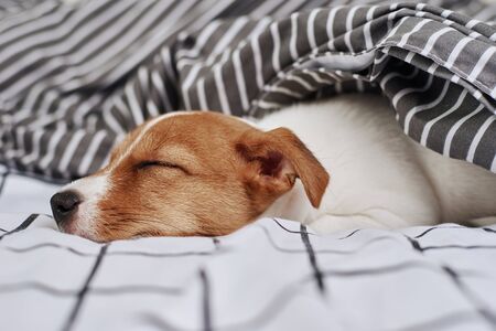 Sleeping Jack Russell terrier dog under blanket in bedの写真素材