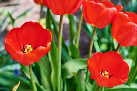Red fresh tulips blooming in the garden, close up. Spring and summer concept