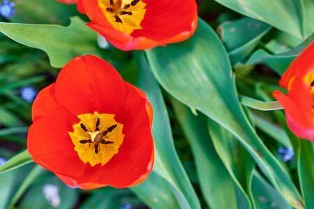 Red fresh tulips blooming in the garden, close up. Spring and summer conceptの写真素材