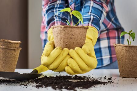 Woman hands in yellow gloves transplating plant. Plant care conceptの写真素材