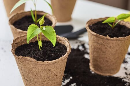 Plant in pot with soil on table. Plant care and gardening conceptの写真素材