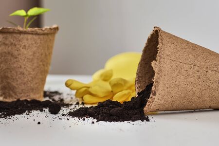 Plant in pot with soil and yellow gloves on table. Plant care conceptの写真素材