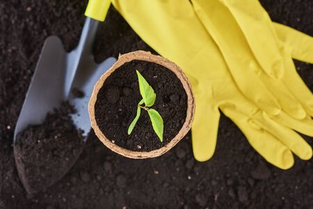 Plant in pot, small shovel and yellow gloves on soil. Plant care concept