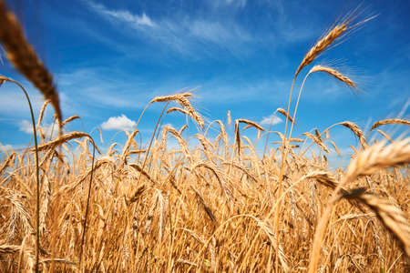 Rye ears close up. Rye field in summer day. Harvest conceptの写真素材