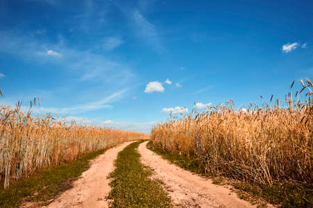 Rye field in summer day with country road. Harvest conceptの写真素材