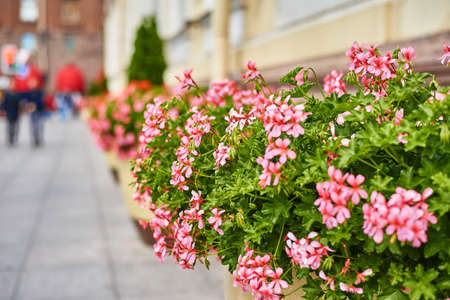 Blooming flowers in the city. Beautiful street decorationsの写真素材