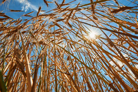 Rye ears close up. Rye field in summer day. Harvest concept