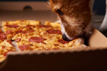 Jack russell terrier puppy eating pizza. Unhealthy food and dog. Pet nutritionの写真素材