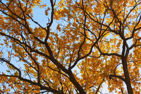 Autumn tree with golden leaves against blue sky