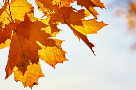 Maple autumn leaves with a sky. Autumn background