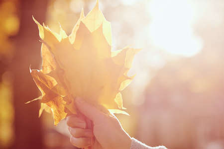 Woman holds colorful maple leaves in her hand with autumn park backgroundの写真素材