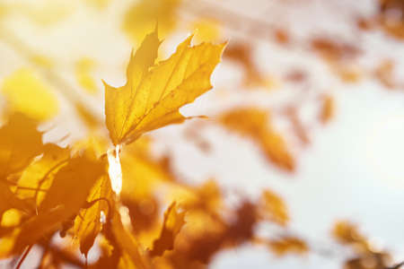 Maple autumn leaves with a sky. Autumn background