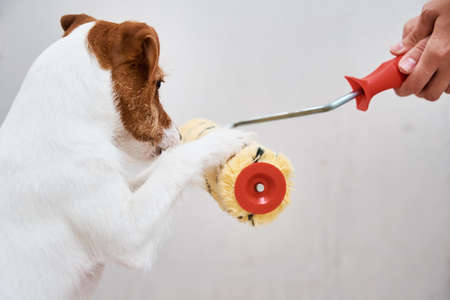 Dog jack russell terrier playing with paint roller in white room. Renovation concept