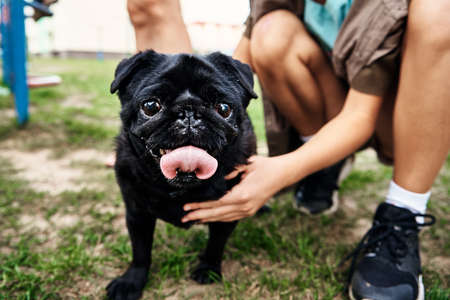 Owner petting pug dog on the grassの写真素材