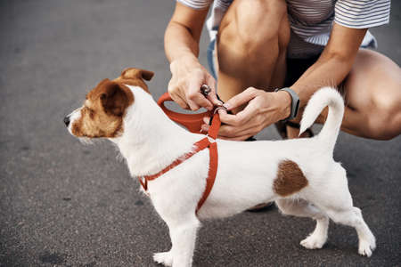 Owner attach leash to the dog on the walk