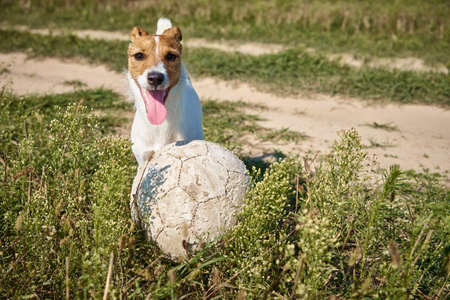 Happy dog play with ball in the field in summer day. Jack Russel terrier dog playing outdoors