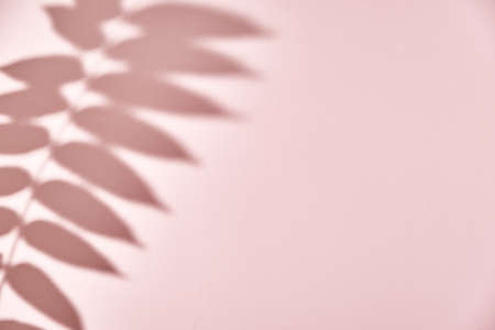 Leaf shadow on pink background. Creative abstract background. Nature shadow pattern