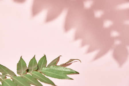 Leaf shadow and green plant on pink background. Creative abstract background. Nature shadow pattern