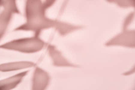 Leaf shadow on pink background. Creative abstract background. Nature shadow pattern