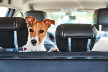 Jack Russell terrier dog looking out of car seat. Trip with a dogの写真素材