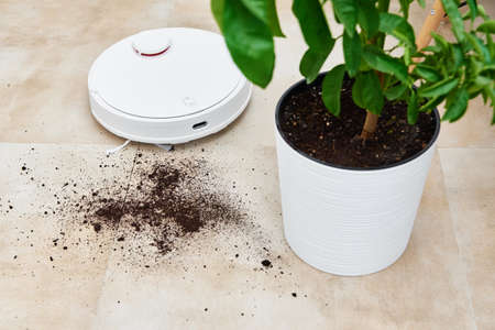 Robot vacuum cleaner cleans dirt from a plant soil on the floor. Smart home concept