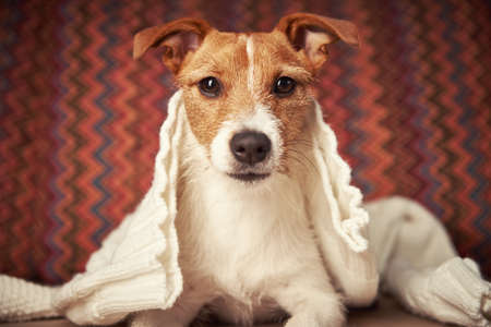 Jack Russell terrier dog keep warm under woolen sweater. Pet care concept