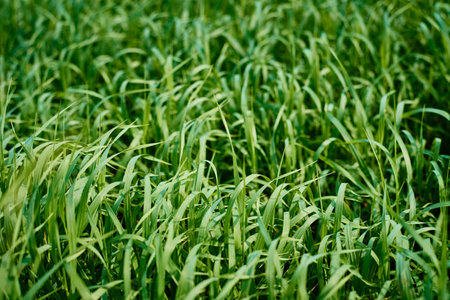 Field of fresh green grass, soft focus. Abstract texture