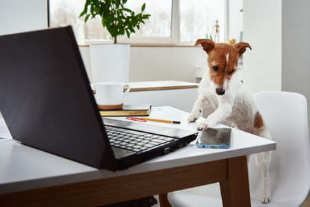 Dog working on laptop at home office. Remote work concept