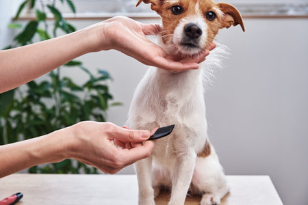 Woman brushing dog. Owner combing Jack Russell terrier. Pet careの写真素材