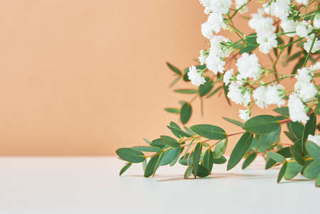 Abstract background. Plant leaves against neige pastel background with copy spaceの写真素材
