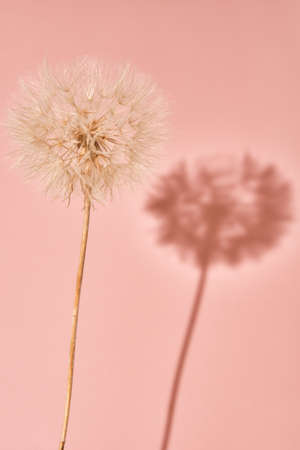 Fluffy dandelion flower with buds on pink backgroundの写真素材
