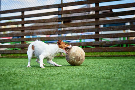 Dog Play with football ball on green grassの写真素材
