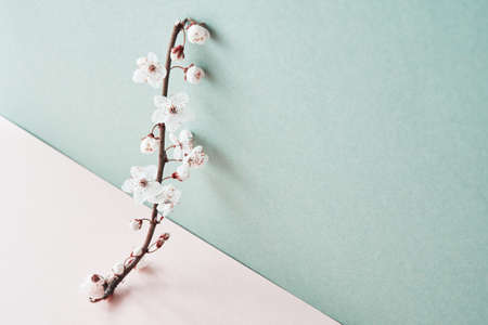 Blooming cherry branch on pastel background with copy space. Spring time. Creative conceptの写真素材