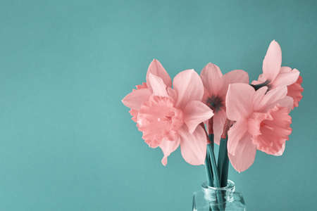 Bouquet of pink narcissus flowers in glass vase on cyan background with copy space. Creative daffodils, close upの写真素材