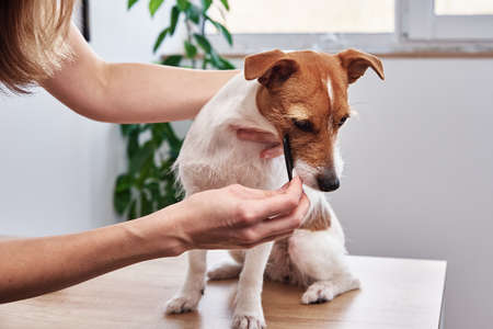 Woman brushing dog. Owner combing her Jack Russell terrier. Pet careの写真素材