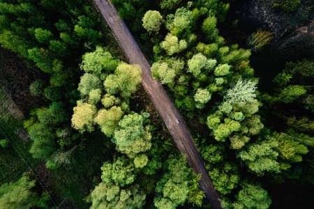 Aerial view of country road through the pine tree forest. Nature landscapeの写真素材