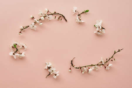 Blooming cherry branch on pink background with copy space. Spring time. Creative conceptの写真素材