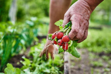 Woman hands hold fresh radish. Farmer picking harvest in garden. Organic vegetables. Helthy natural foodの写真素材