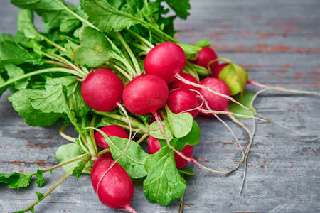 Bunch of fresh garden radish on table. Organic and natural food. Radish harvest