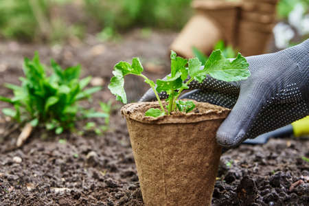 Gardener in gloves planting agricultural plant in pot in backyard garden. Spring garden work. Farmer...