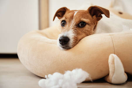 Jack Russell terrier dog next to a torn wad of cotton on the floor. Pet damageの写真素材