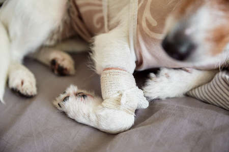 Bandage on dogs paw. Pet care. Jack Russell terrier with catheter. Rehabilitation of animal after surgeryの写真素材