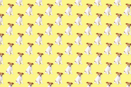 Puppy dog on yellow background. Seamless background with jack russell terrier dogの写真素材