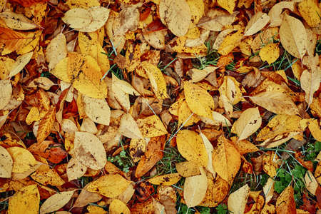 Autumn leaves on the grass. Golden falling leaves. Autumn backgroundの写真素材