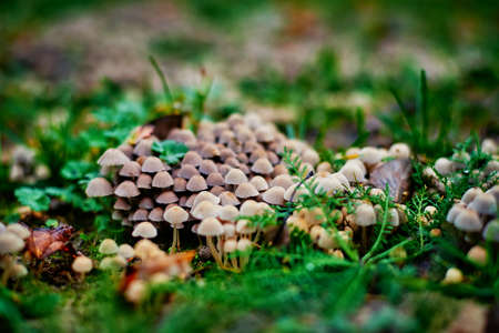 Group of small mushrooms growing on green grass, selective soft focus. Nature background. Close up...