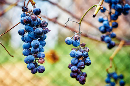 Vine bunch with ripe grape berries. Autumn harvestの写真素材