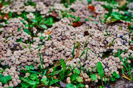 Group of small mushrooms growing on green grass, soft focus. Nature background. Close up mushroom...
