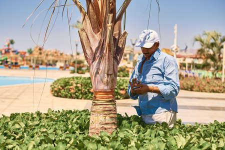 Gardener care about palm tree bark in Egypt hotel. Sharm el sheikh, Egypt - Jyle 30, 2019のeditorial素材