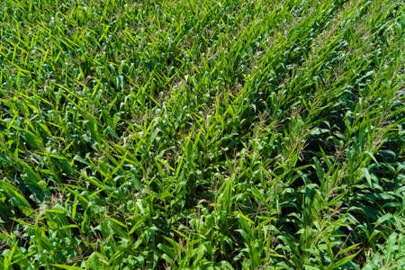 Aerial view of a cornfield. Agricultural field