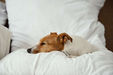 Dog sleeps at bed. Pet resting at home. Jack Russell terrier relaxingの写真素材
